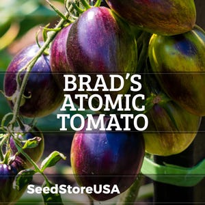 May include: A cluster of Brad's Atomic Tomato fruits hanging on a vine. The tomatoes feature a variegated skin with deep purple, green, and reddish-brown streaks. The text BRAD'S ATOMIC TOMATO and SeedStoreUSA is overlaid on the image of the produce.