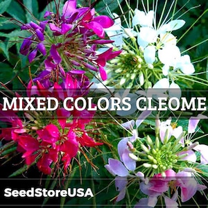 Mixed Colors Cleome Seeds | Cleome Hassleriana | Non-GMO | Flower Seeds | Seed Store | 1261