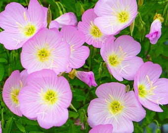 Showy Evening Primrose Seeds | Oenothera Speciosa | Non-GMO | Flower Seeds | Seed Store | 1240