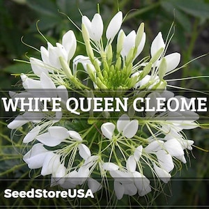 White Queen Cleome Seeds | Cleome Hassleriana | Non-GMO | Flower Seeds | Seed Store | 1260