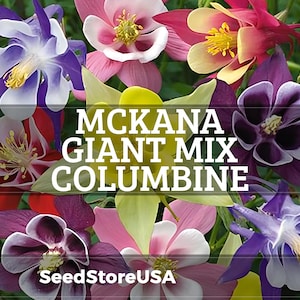 Semillas de Aguileña Mixta Gigante McKana / Aquilegia Hybrida / Sin OMG / Semillas de flores / Tienda de semillas / 1216 imagen 1