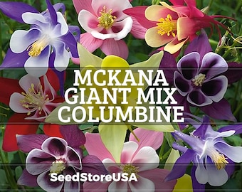 McKana Giant Mix Columbine Seeds | Aquilegia Hybrida | Non-GMO | Flower Seeds | Seed Store | 1216