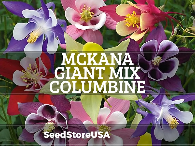 Semillas de Aguileña Mixta Gigante McKana / Aquilegia Hybrida / Sin OMG / Semillas de flores / Tienda de semillas / 1216 imagen 1