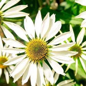 White Swan Coneflower Seeds | Echinacea Purpurea Alba | Non-GMO | Flower Seeds | Seed Store | 1257 image 2