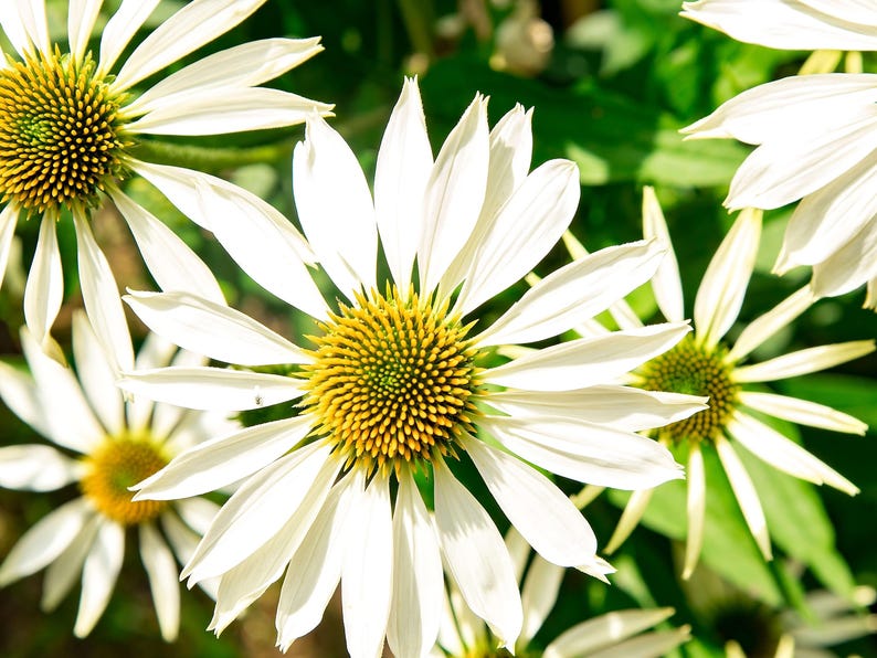 White Swan Coneflower Seeds | Echinacea Purpurea Alba | Non-GMO | Flower Seeds | Seed Store | 1257 image 2