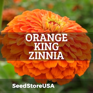 Orange King Zinnia Seeds | Zinnia Elegans | Non-GMO | Flower Seeds | Seed Store | 1187