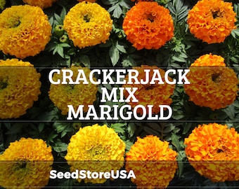 Marigold Crackerjack Mixed - Cornucopia Seeds