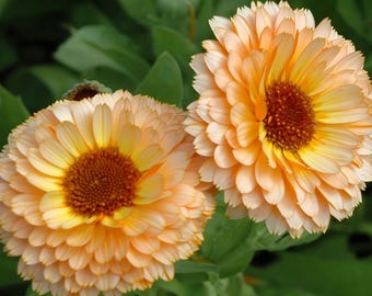Pink Surprise Calendula Seeds | Calendula Officinalis | Non-GMO | Flower Seeds | Seed Store | 1204