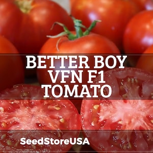 May include: Close-up of ripe red Better Boy VFN F1 tomatoes, with one sliced open to reveal the juicy interior. The image includes the text "Better Boy VFN F1 Tomato" and the website "SeedStoreUSA".