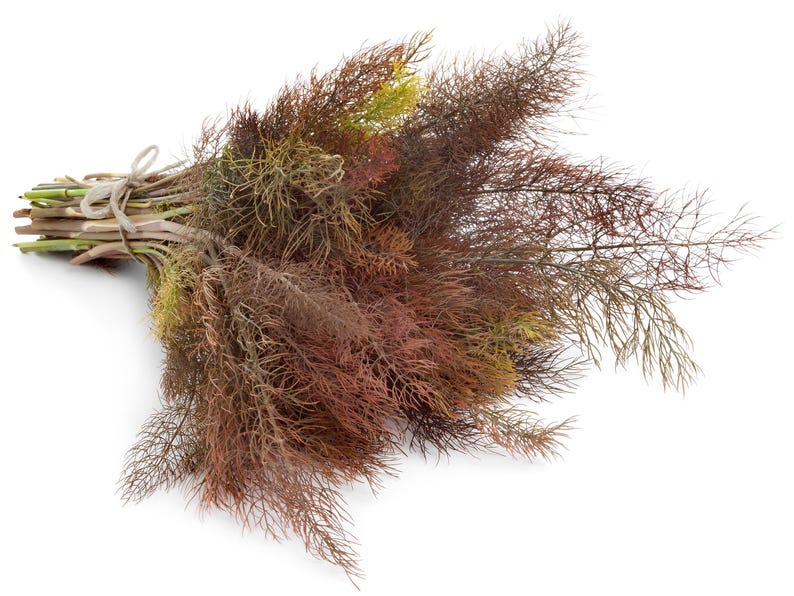 Bronze Fennel Seeds - Thumbnail 2
