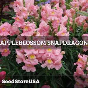 Appleblossom Snapdragon Seeds | Antirrhinum Majus | Non-GMO | Flower Seeds | Seed Store | 1202