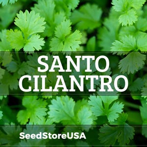 May include: Close-up of fresh, bright green cilantro leaves. The image features the text "SANTO CILANTRO" in large white letters, with "SeedStoreUSA" at the bottom. The leaves are detailed and vibrant, showcasing the plant's texture.