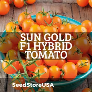 May include: A vibrant image showcases a turquoise bowl overflowing with bright orange Sun Gold F1 Hybrid tomatoes. The tomatoes are clustered together, some still attached to their green stems. The text "SUN GOLD F1 HYBRID TOMATO" is prominently displayed.