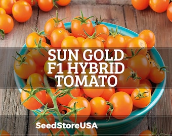 Sun Gold Tomato Seeds (F1 Hybrid) | Heirloom - Non-GMO | Solanum Lycopersicum | Vegetable Seeds | Seed Store | 1030