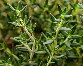 Thyme Seeds | Heirloom - Non-GMO | Thymus Vulgaris | Seed Store | Herb Seeds | 1160