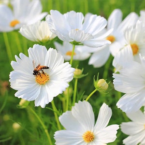 Purity Cosmos Seeds | Cosmos Bipinnatus | Non-GMO | Flower Seeds | Seed Store | 1222