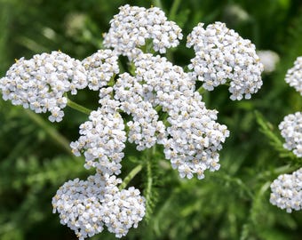 White Yarrow Seeds | Achillea Millefolium | Non-GMO | Flower Seeds | Seed Store | 1265
