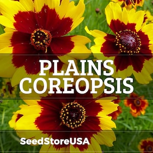 May include: Close-up of Plains Coreopsis flowers with vibrant yellow petals and deep red centers. The image features the text "PLAINS COREOPSIS" in large white letters, with "SeedStoreUSA" at the bottom.