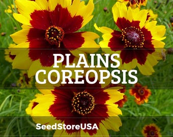 Plains Coreopsis Seeds | Coreopsis Tinctoria | Non-GMO | Flower Seeds | Seed Store | 1271
