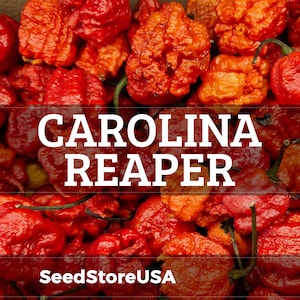 May include: Close-up of a pile of bright red Carolina Reaper peppers. The peppers have a wrinkled texture and irregular shape. The text "CAROLINA REAPER" is overlaid on the image, along with the text "SeedStoreUSA".