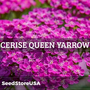 Cerise Queen Yarrow Seeds | Achillea Millefolium | Non-GMO | Flower Seeds | Seed Store | 1268