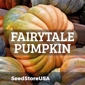 May include: A collection of Fairytale pumpkins, showcasing their unique shape and color. The pumpkins range in color from orange to green, with prominent ribbing. The text "FAIRYTALE PUMPKIN" is displayed prominently across the image.