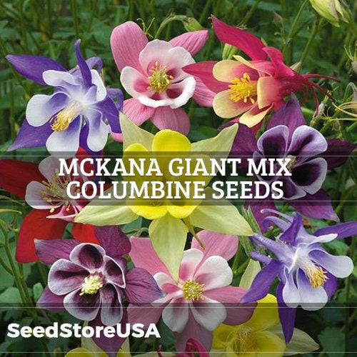 McKana Giant Mix Columbine Seeds | Aquilegia Hybrida | Non-GMO | Flower Seeds | Seed Store | 1216