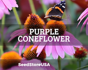 Purple Coneflower Seeds | Echinacea Purpurea | Non-GMO | Flower Seeds | Seed Store | 1259