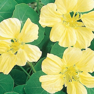 Moonlight Nasturtium Seeds | Tropaeolum Lobbianum | Non-GMO | Flower Seeds | Seed Store | 1197