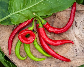Semillas de pimiento cayena largo y delgado / Variedad tradicional - No transgénica / Capsicum annuum / Semillas de hortalizas / Tienda de semillas / 1005