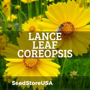 Lance Leaf Coreopsis Seeds | Coreopsis Lanceolata | Non-GMO | Flower Seeds | Seed Store | 1272