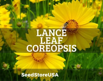 Lance Leaf Coreopsis Seeds | Coreopsis Lanceolata | Non-GMO | Flower Seeds | Seed Store | 1272