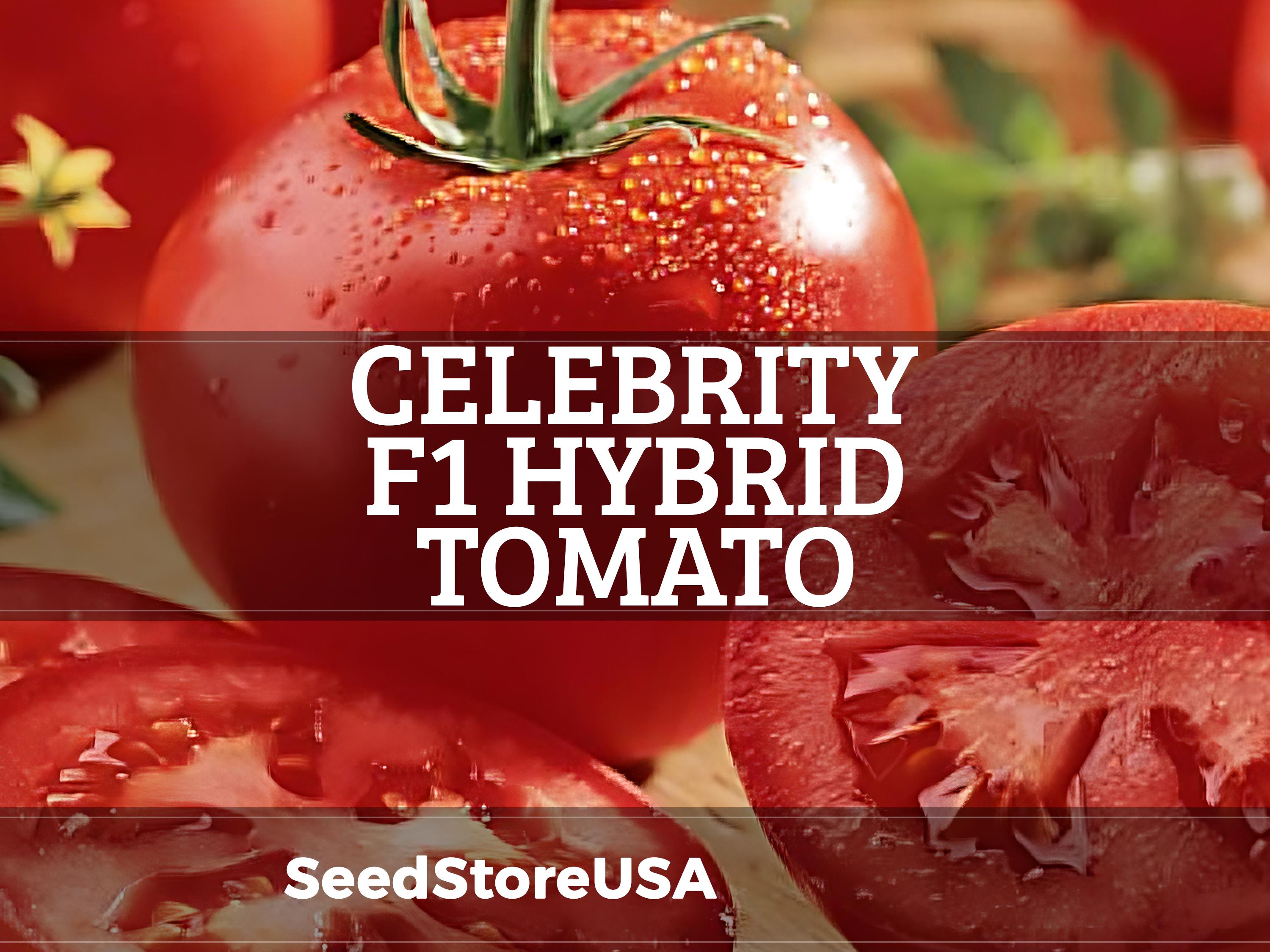 San Marzano tomato : sowing, planting and harvest calendar