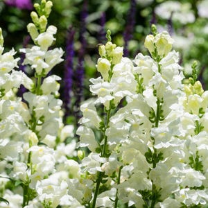 Snowflake Snapdragon Seeds | Antirrhinum Majus | Non-GMO | Flower Seeds | Seed Store | 1200