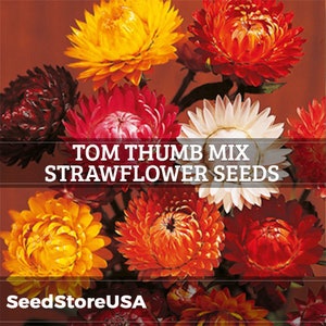 Tom Thumb Mix Strawflower Seeds | Helichrysum Bracteatum | Non-GMO | Flower Seeds | Seed Store | 1219
