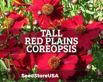 Tall Red Plains Coreopsis Seeds | Coreopsis Tinctoria | Non-GMO | Flower Seeds | Seed Store | 1273