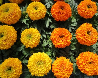 Crackerjack Mix Marigold Seeds | Tagetes Erecta | Non-GMO | Flower Seeds | Seed Store | 1191