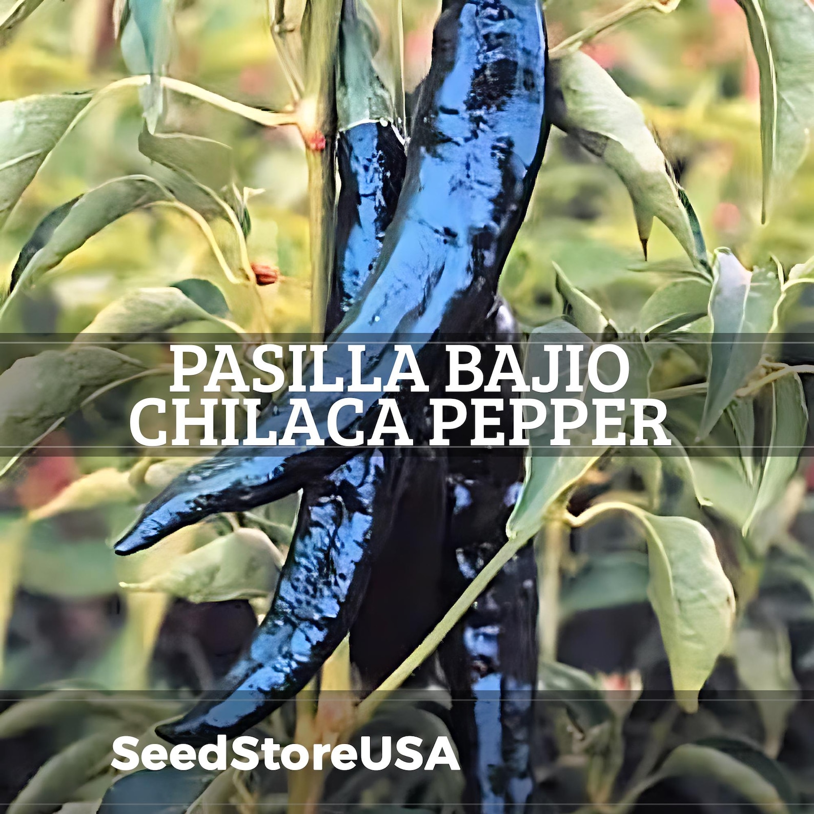 Pasilla Bajio Chilaca Pepper Seeds (mole Sauce Pepper) | Heirloom - Non ...