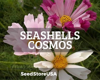 Seashells Cosmos Seeds | Cosmos Bipinnatus | Non-GMO | Flower Seeds | Seed Store | 1223