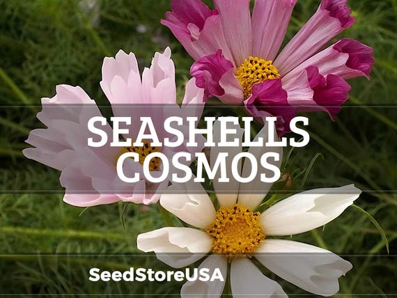 Seashells Cosmos Seeds | Cosmos Bipinnatus | Non-GMO | Flower Seeds | Seed Store | 1223