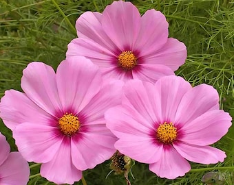 Gloria Cosmos Seeds | Cosmos Bipinnatus | Non-GMO | Flower Seeds | Seed Store | 1224
