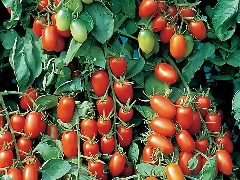 SeedStoreUSA Juliet Tomato Seeds