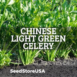 May include: A patch of Chinese light green celery plants growing in dark soil. The text CHINESE LIGHT GREEN CELERY is overlaid in white capital letters, with the text SeedStoreUSA appearing in smaller white font at the bottom of the image.