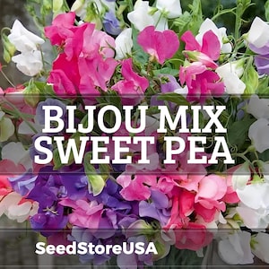 Bijou Mix Sweet Pea Seeds | Lathyrus Odoratus | Non-GMO | Flower Seeds | Seed Store | 1209