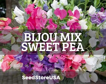 Bijou Mix Sweet Pea Seeds | Lathyrus Odoratus | Non-GMO | Flower Seeds | Seed Store | 1209