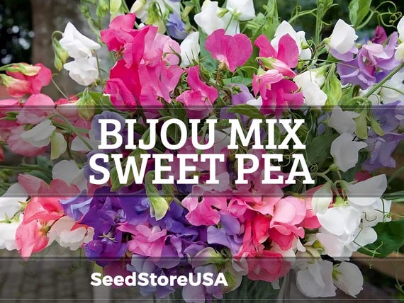 Bijou Mix Sweet Pea Seeds | Lathyrus Odoratus | Non-GMO | Flower Seeds | Seed Store | 1209