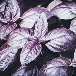 Dark Opal Basil Seeds | Heirloom - Non-GMO | Ocimum Basilicum | Herb Seeds | Seed Store | 1128