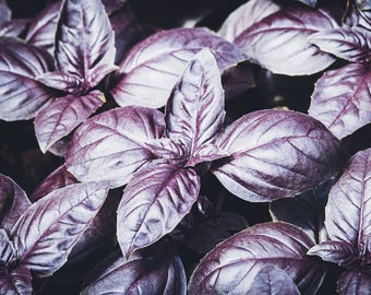 Dark Opal Basil Seeds | Heirloom - Non-GMO | Ocimum Basilicum | Herb Seeds | Seed Store | 1128