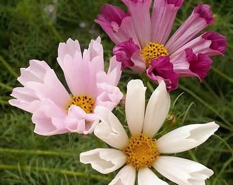 Seashells Cosmos Seeds | Cosmos Bipinnatus | Non-GMO | Flower Seeds | Seed Store | 1223