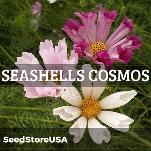Seashells Cosmos Seeds | Cosmos Bipinnatus | Non-GMO | Flower Seeds | Seed Store | 1223